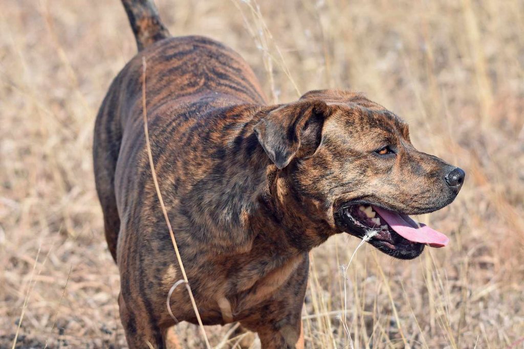 Mountain Cur Dog save and care