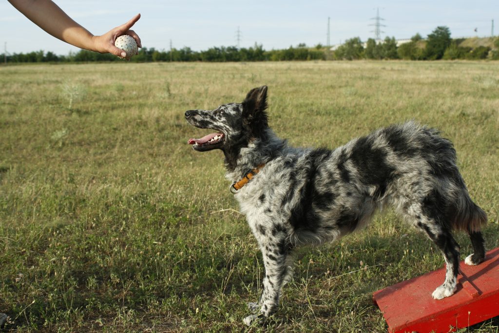 Mudi Dog training with owner instructions