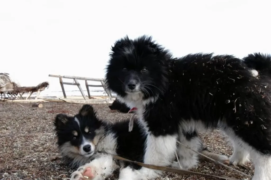 Nenets Herding Laika Dog prepared for exercise