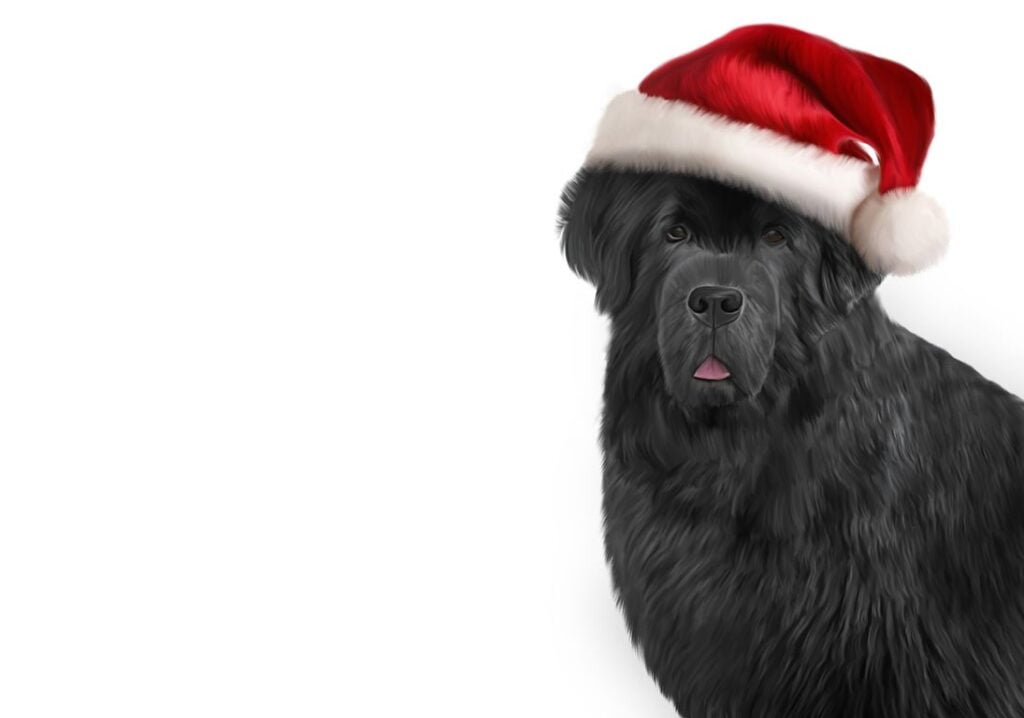 Newfoundland Dog Breed Information