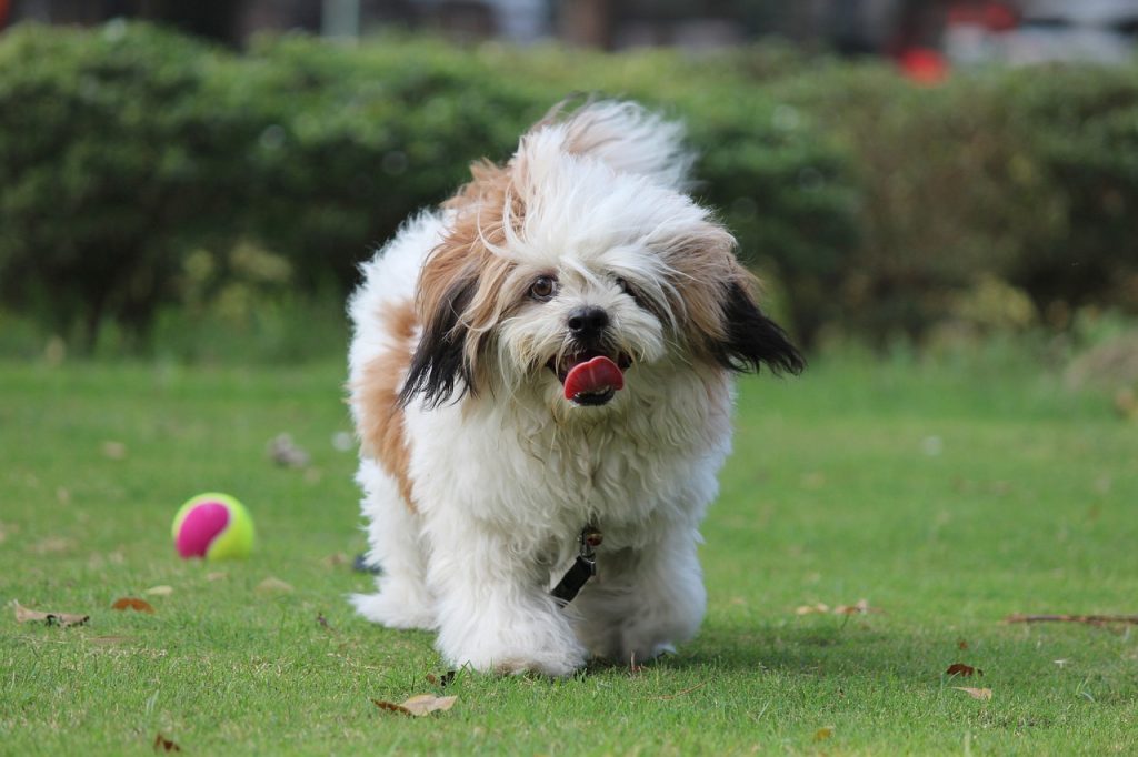 Lhasa Apso Dog training with ball