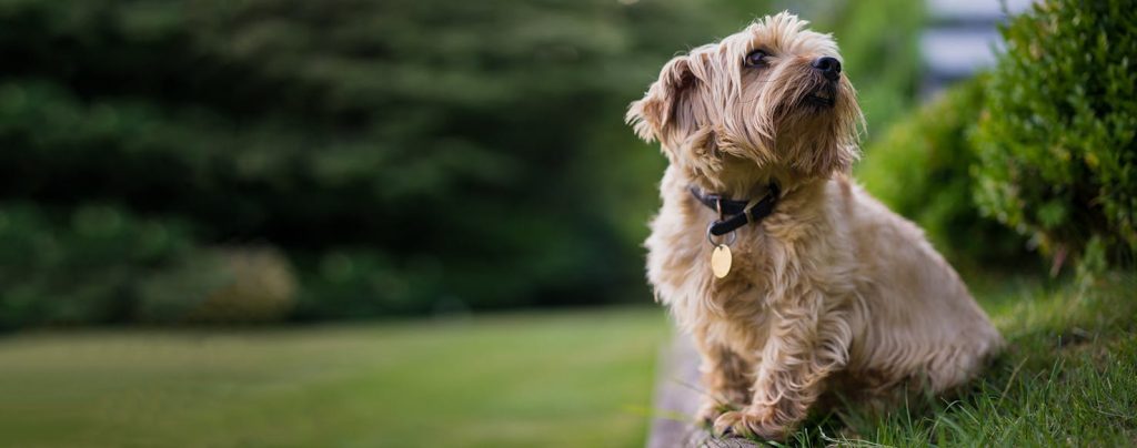 Norfolk Terrier Dog fresh air good for health