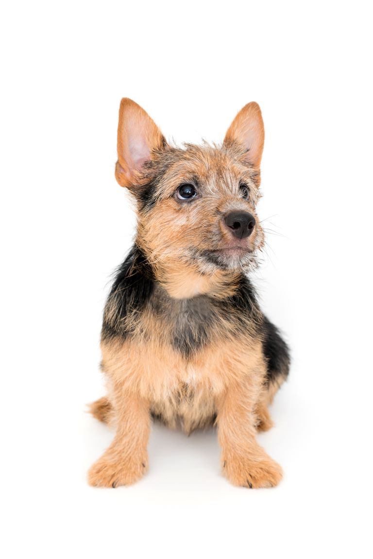 Norwich Terrier Dog Breed Information