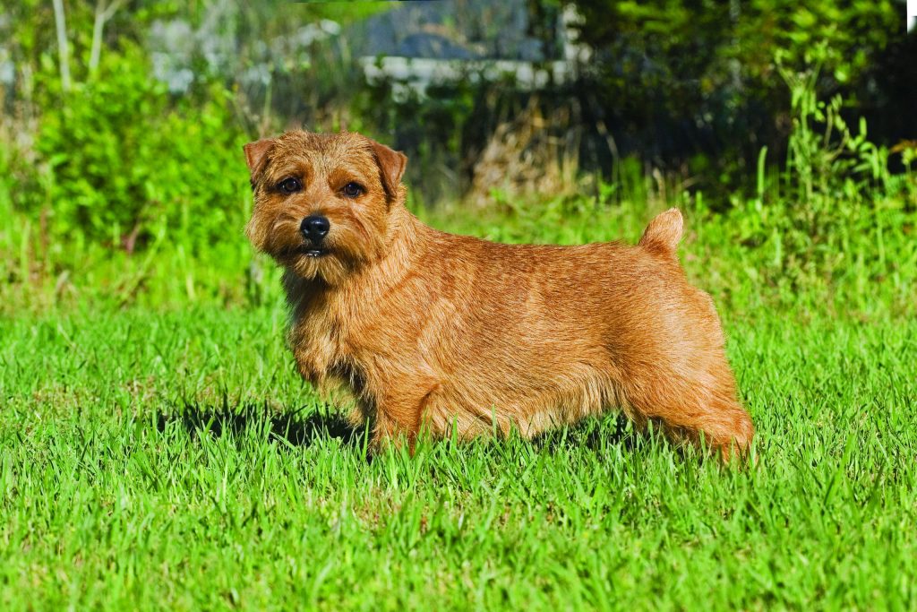 Norfolk Terrier Dog