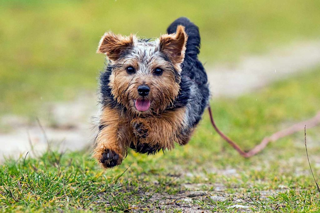 Norfolk Terrier Dog running exercise