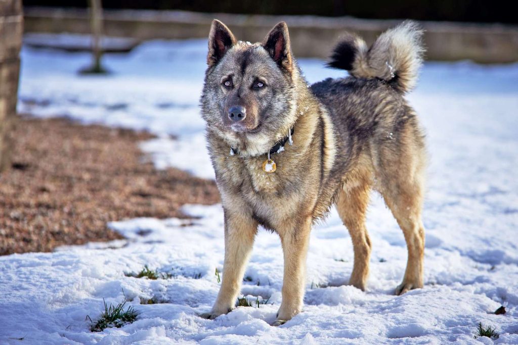 Norwegian Elkhound Dog