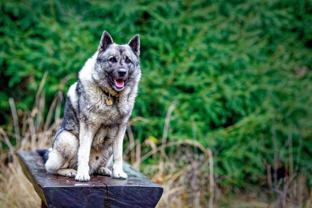 Norwegian Elkhound Dog ready for training