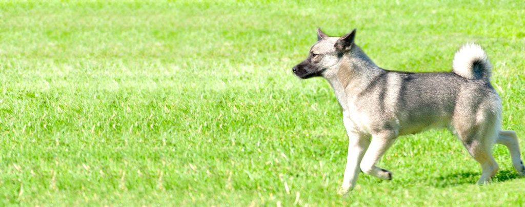 Norwegian Buhund Dog walk exercise
