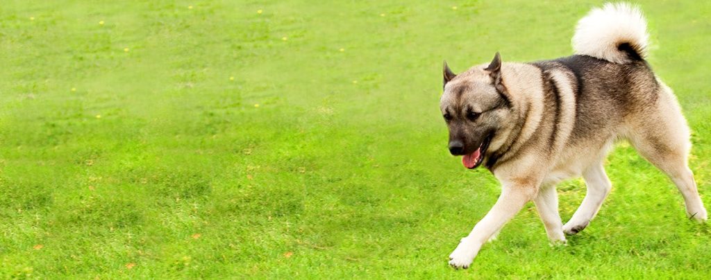 Norwegian Elkhound Dog fresh air good for health