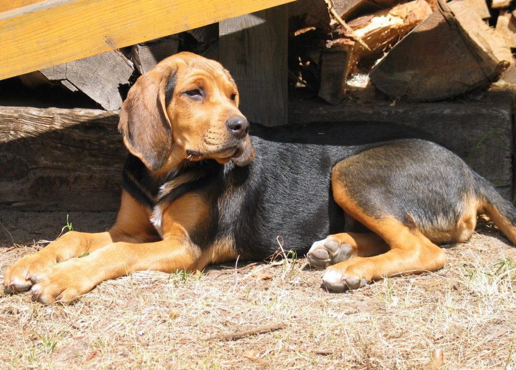 Polish Hound Dog comfortable with kids