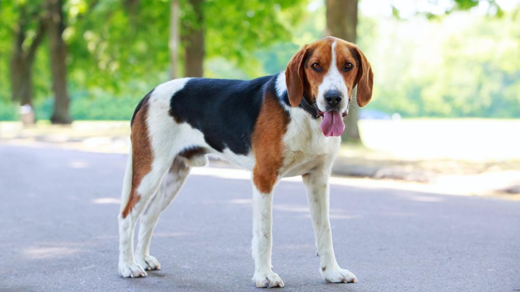 Beagle-Harrier Dog Intensity of Playful Behavior