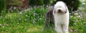 Old English Sheepdog Dog fresh air good for health