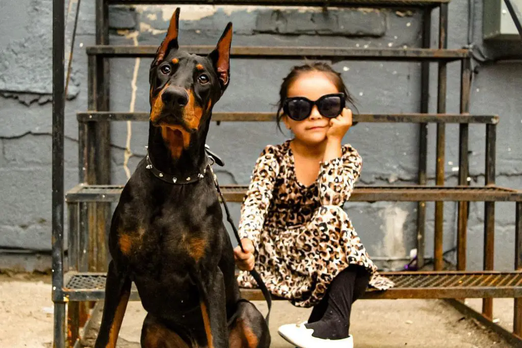 German Pinscher Dog comfortable with child girl