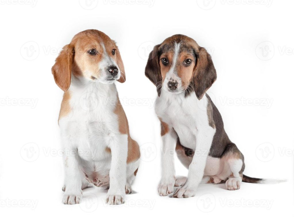 Estonian Hound Dog two different colours