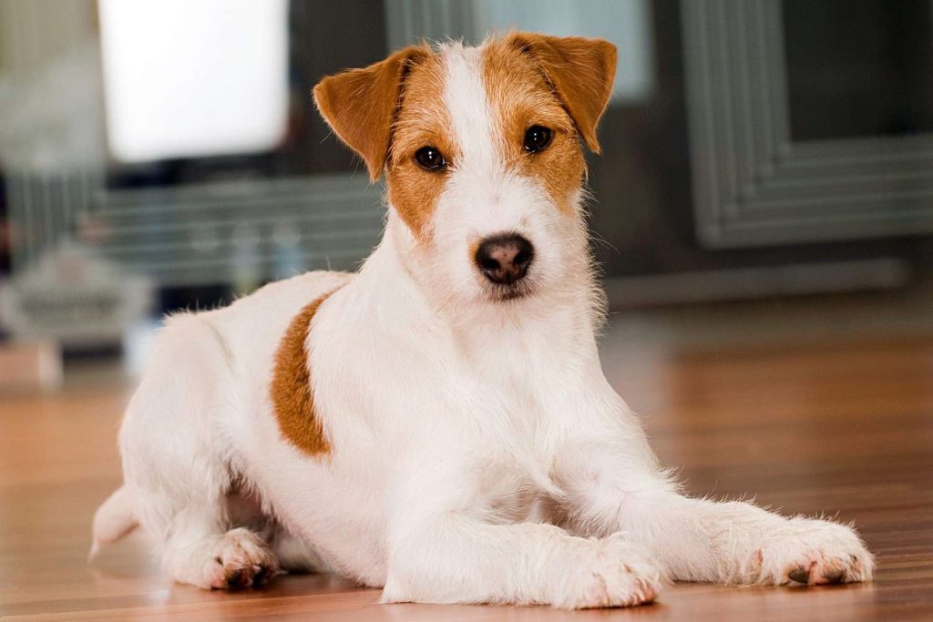 Parson Jack Russell Terrier Dog comfortable with kids at home
