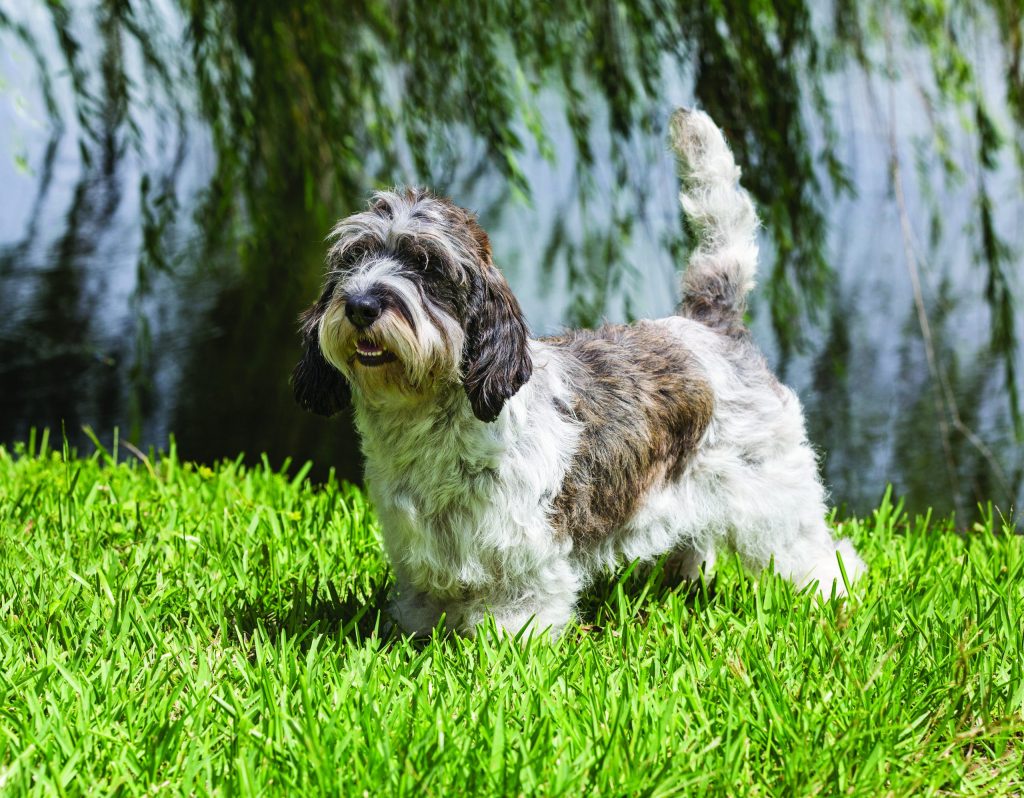 Petit Basset Griffon Vendéen Dog fresh air good for health