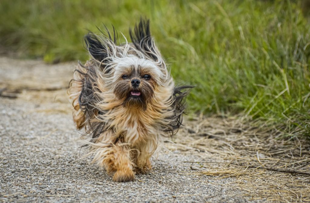 Lhasa Apso Dog running exercise