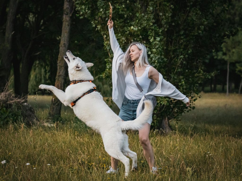 White Swiss Shepherd Dog training with owner