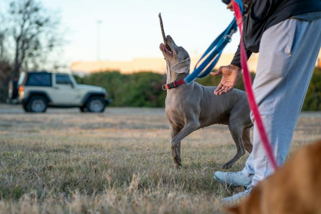 Weimaraner Dog training with owner