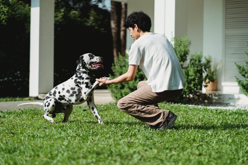 Dalmatian Dog training session with owner 