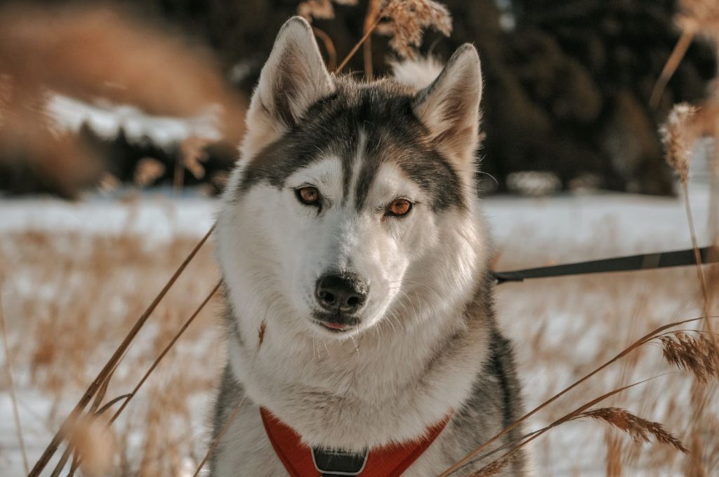 Siberian Husky Dog face