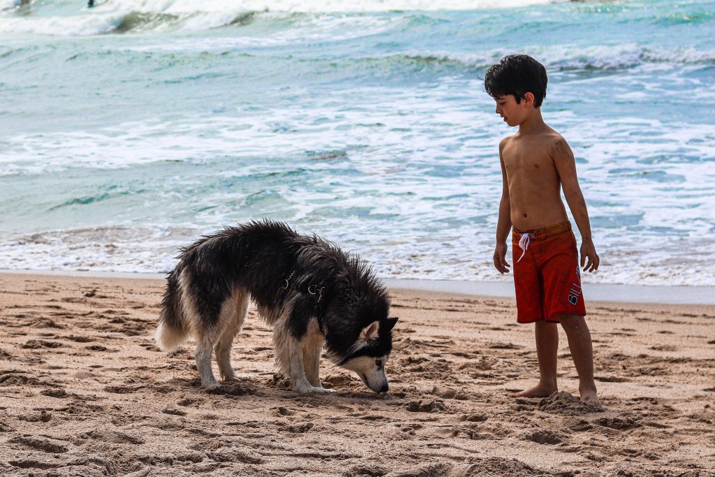 Alaskan Malamute Dog play with Child on beach