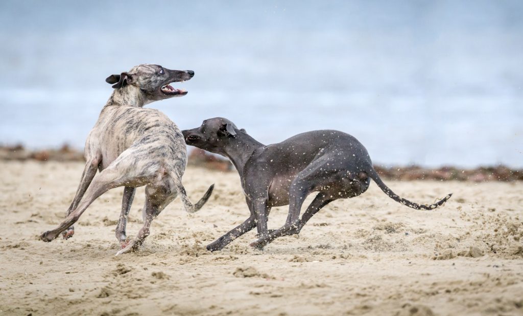 Polish Greyhound Dog two different colours