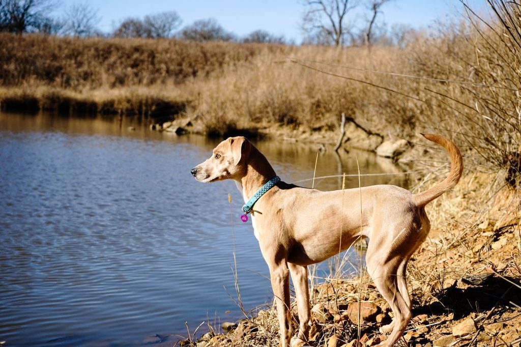 Blue Lacy Dog Breathing in fresh air contributes to overall well-being.