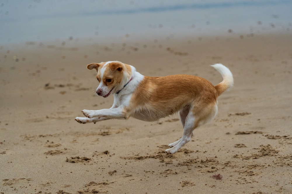 Kokoni Dog running exercise 