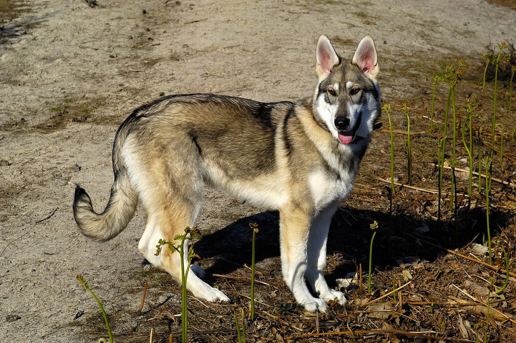 Northern Inuit Dog safety is very important for health