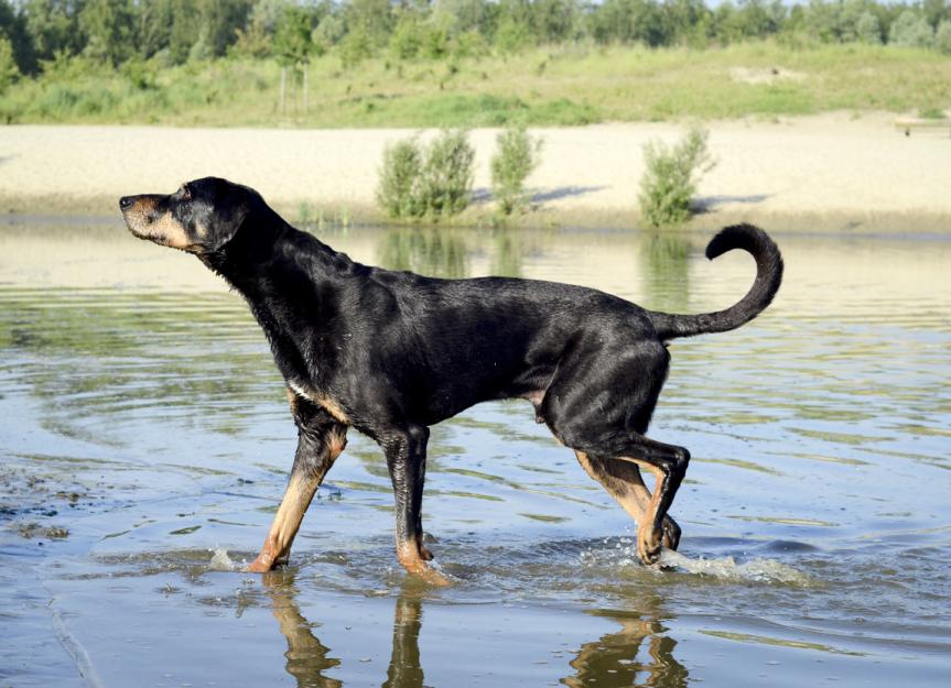 Transylvanian Hound Dog