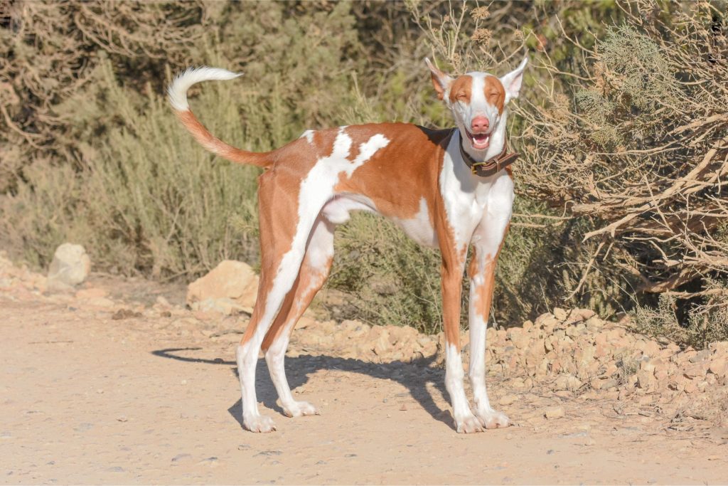 Podenco Valenciano Dog