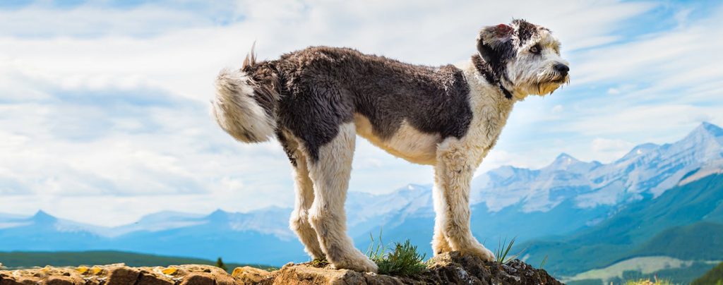 Polish Lowland Sheepdog Dog