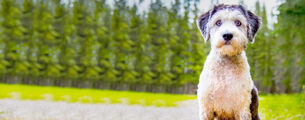 Polish Lowland Sheepdog Dog ready for training