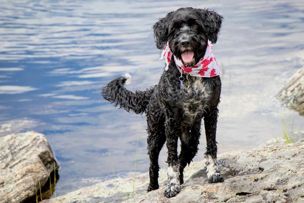 Portuguese Water Dog fresh air good for health