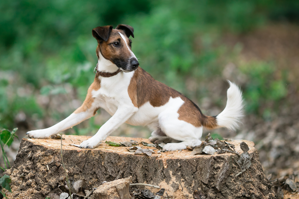 Smooth Fox Terrier Dog most attractive colour