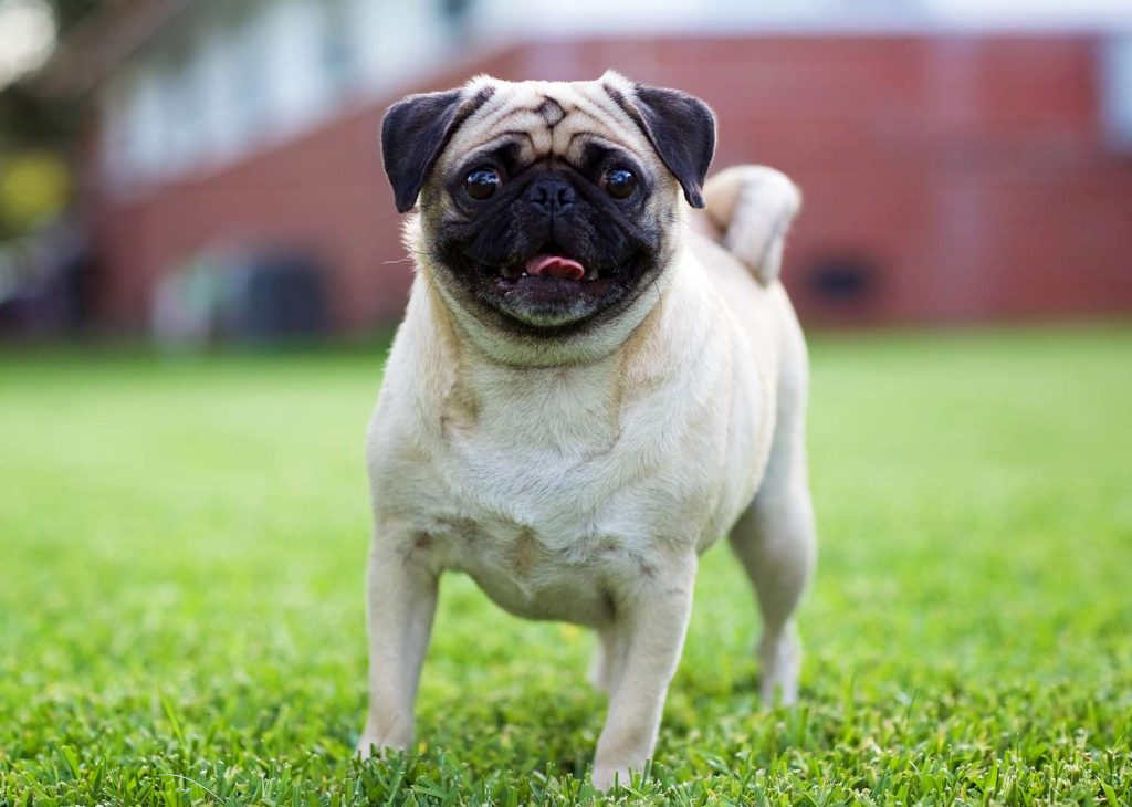 Pug Dog Inhaling clean air is beneficial for one's well-being.