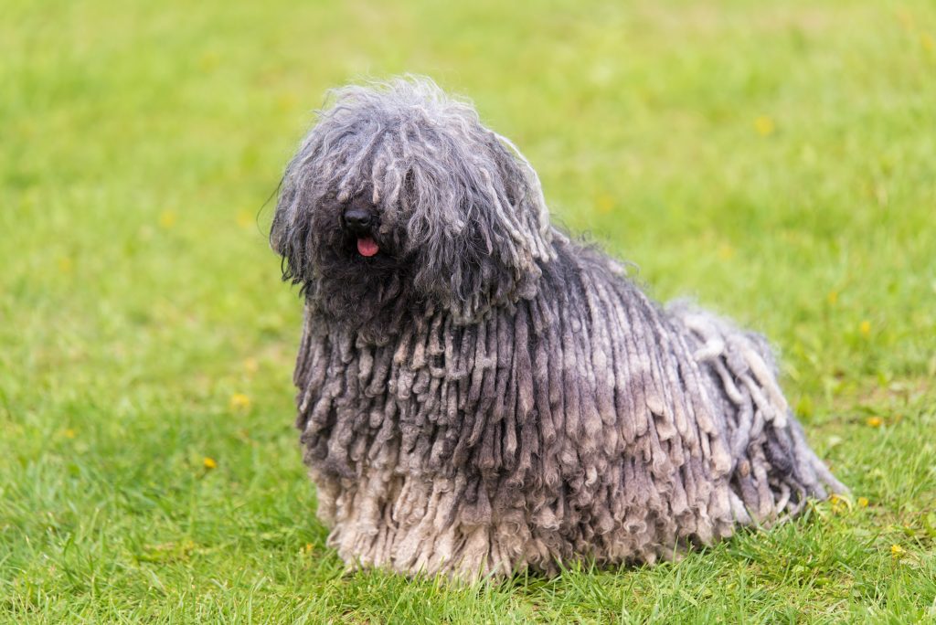Puli Dog Clean air is beneficial for one's health.