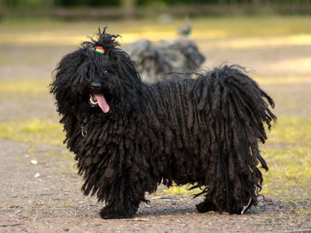 Hungarian Puli Dog Geared up and prepared for the upcoming training session