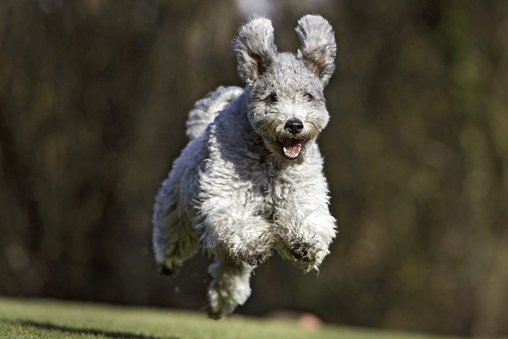 Hungarian Pumi Dog running exercise