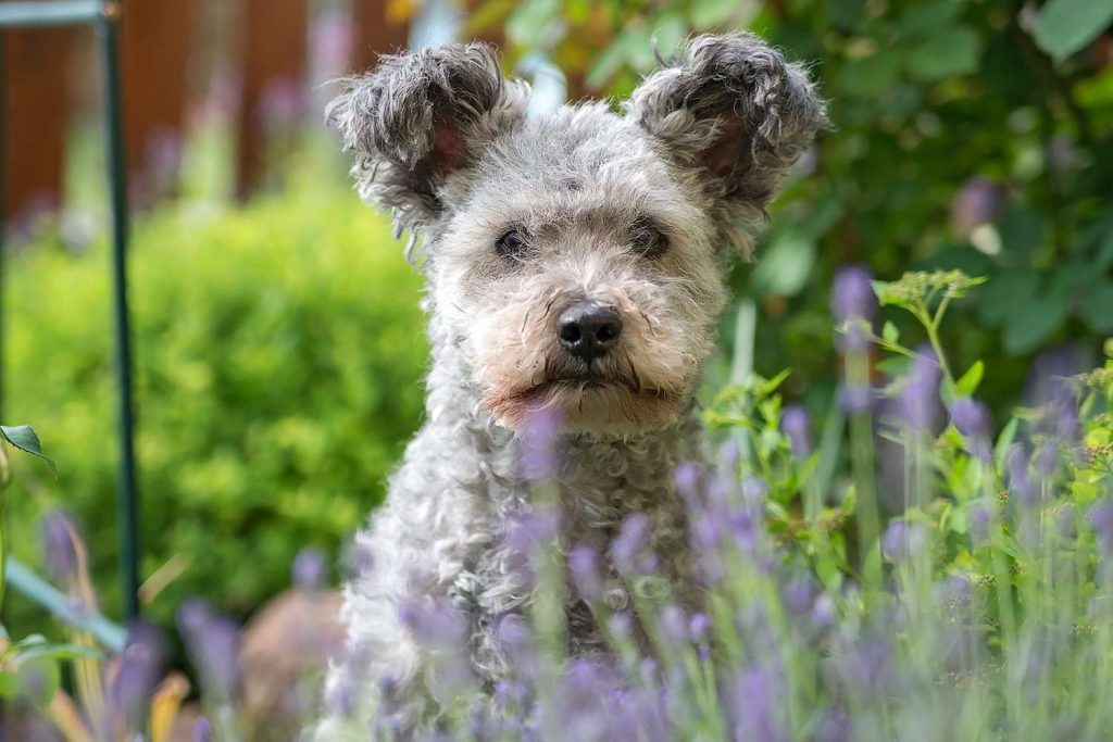 Hungarian Pumi Dog Caring for and Maintaining Well-being through Grooming