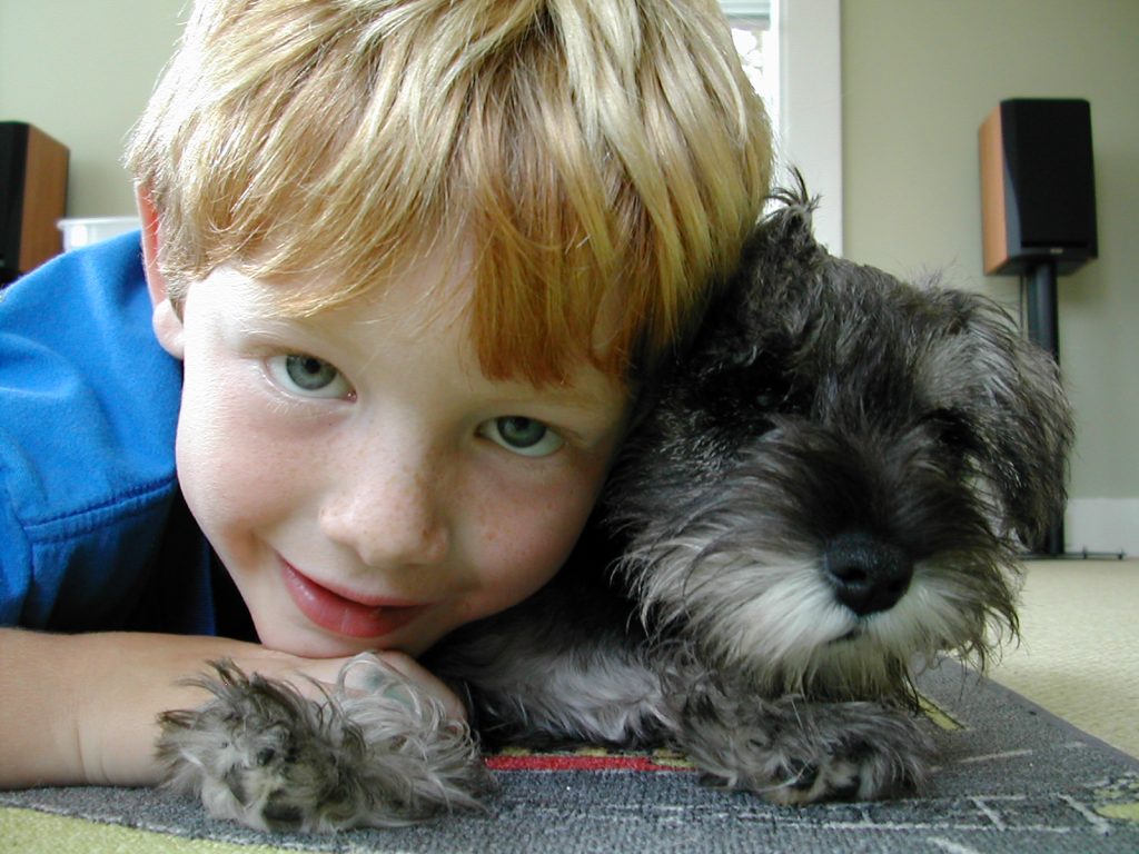 Miniature Schnauzer Dog love with kid