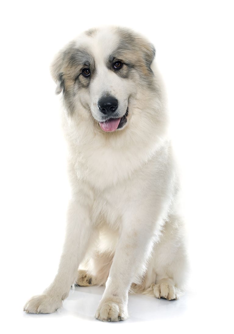 Pyrenean Mountain Dog - Great Pyrenees Dog Breed Information