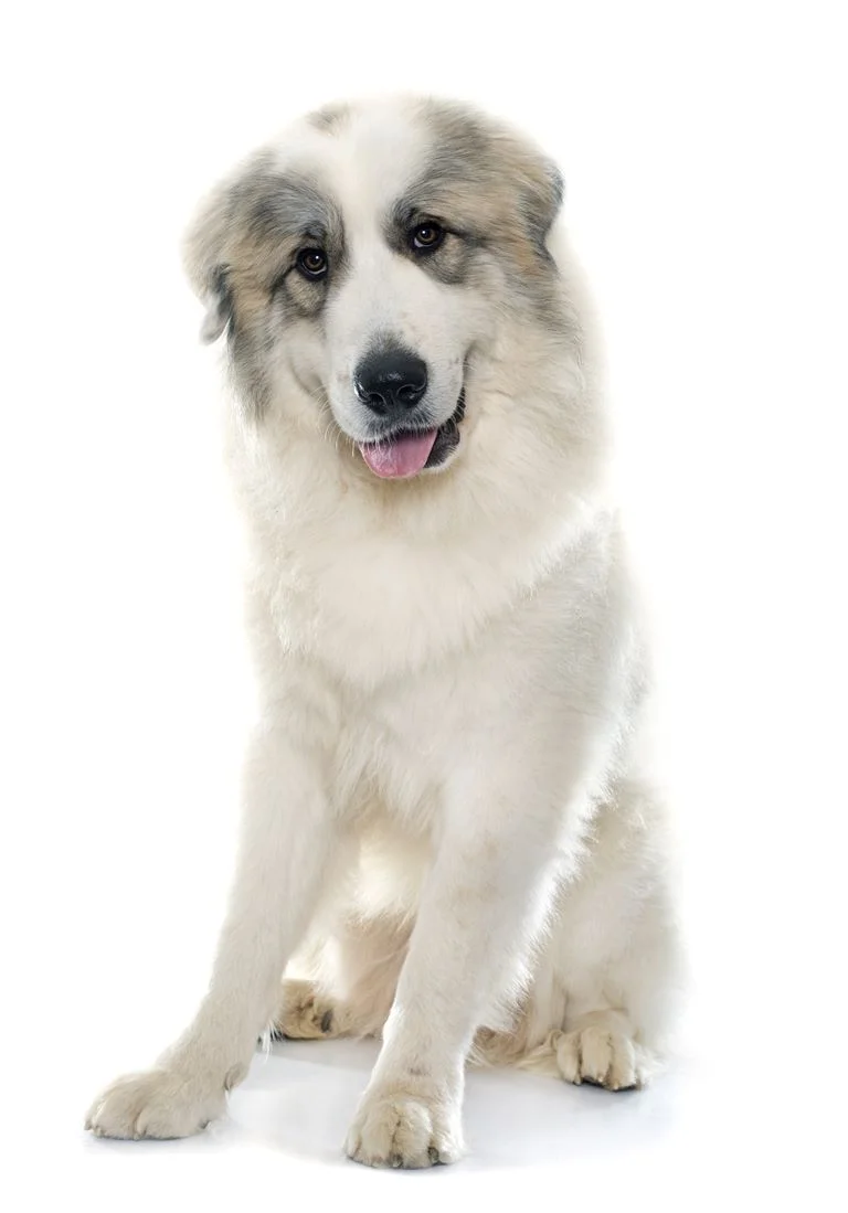 do great pyrenees dogs shed a lot