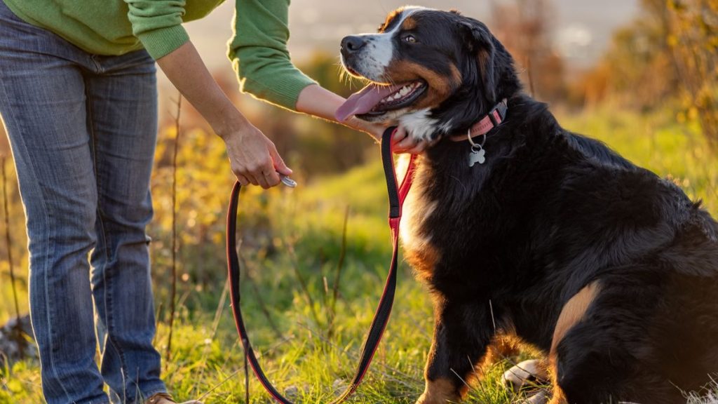 bernese mountain dog Trainer reveals what to do if your pup refuses to walk - and it will help you build a better bond