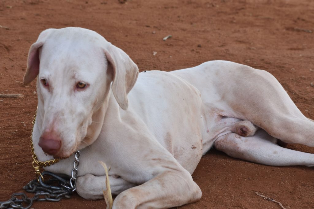 Rajapalayam Dog inhaling Clean air