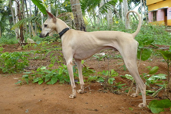 Rampur Greyhound Dog Breed Information