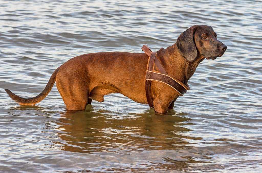 Redbone Coonhound Dog Prepared for training.