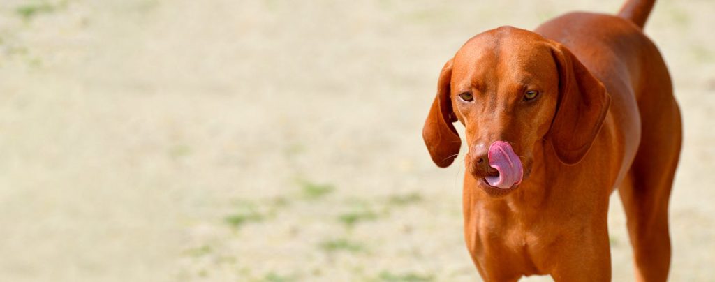 Redbone Coonhound Dog walk exercise
