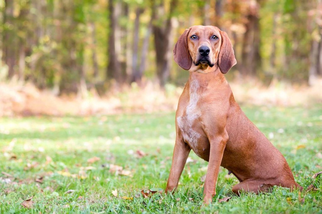 Redbone Coonhound Dog Clean air is beneficial for one's health.